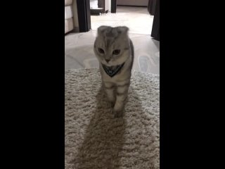 cat is waiting for a bandana