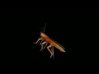 a cockroach with rabies mixed up food and a spray from cockroaches, after which he was wildly inserted and he began to flex under a wild swing with kizaru