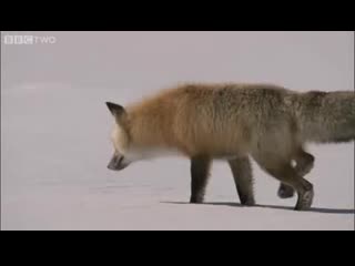 fox hunts a mouse